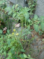 Solanum lycopersicum