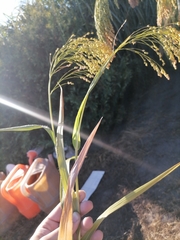 Panicum miliaceum miliaceum