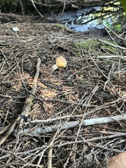 Hypomyces lactifluorum