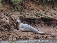 Phoca vitulina richardii