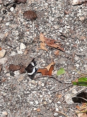 Limenitis arthemis arthemis
