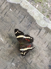 Anartia fatima