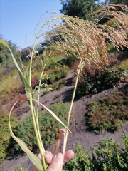 Panicum miliaceum miliaceum