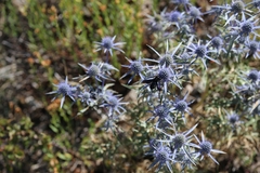 Eryngium amethystinum