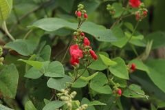 Phaseolus coccineus