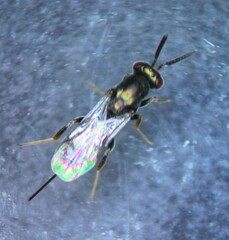 Torymidae