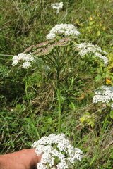 Seseli annuum
