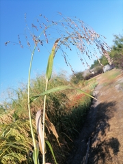 Panicum miliaceum miliaceum