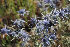 Eryngium amethystinum