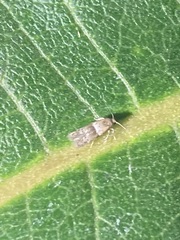 Pigritia