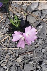 Malva moschata