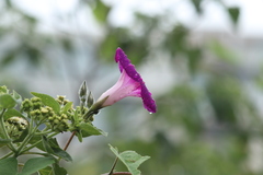 Ipomoea orizabensis
