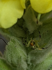 Misumena vatia