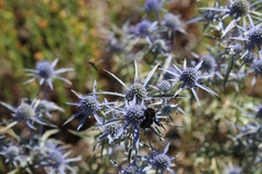 Eryngium amethystinum