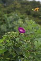 Ipomoea orizabensis