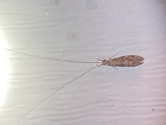 Oecetis