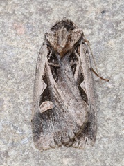 Feltia subgothica