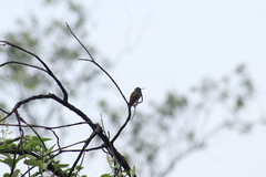Saucerottia beryllina