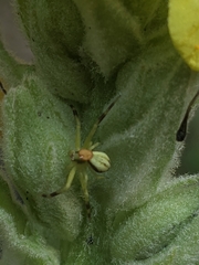 Misumena vatia