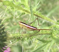 Conocephalus brevipennis