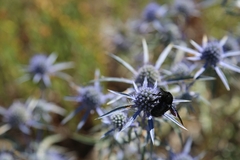 Eryngium amethystinum
