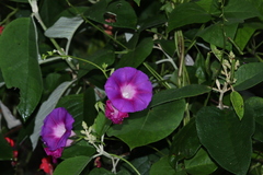 Ipomoea orizabensis