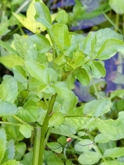 Nasturtium officinale
