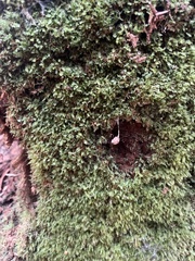 Tetraphis pellucida