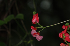 Phaseolus coccineus