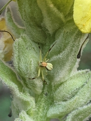 Misumena vatia