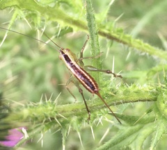 Conocephalus brevipennis