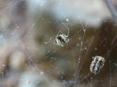 Frontinellina frutetorum