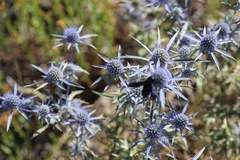 Eryngium amethystinum