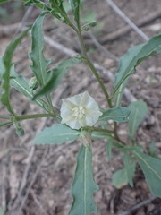 Chamaesaracha coronopus