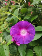 Ipomoea orizabensis