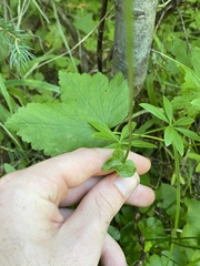 Parnassia fimbriata