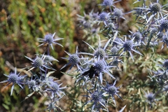 Eryngium amethystinum