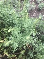 Ambrosia psilostachya