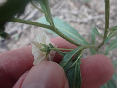 Chamaesaracha coronopus