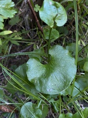 Parnassia fimbriata