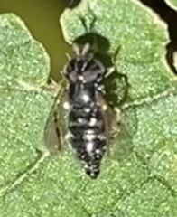 Diptera