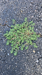 Euphorbia prostrata