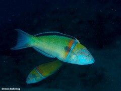 Thalassoma pavo