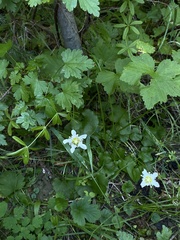 Parnassia fimbriata