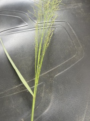 Panicum virgatum