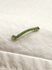 Chlorochlamys chloroleucaria