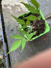 Koelreuteria paniculata