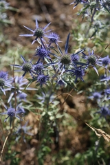 Eryngium amethystinum