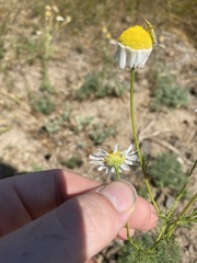 Tripleurospermum inodorum