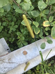 Setaria pumila